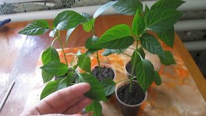 Удобрение «Poly Feed» (ПолиФид) 19-19-19 для рассады/ИНСТРУКЦИЯ по применению аналога "Мастер"