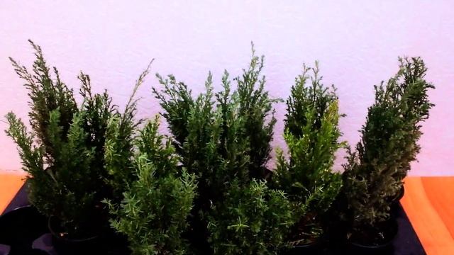 Кипарисовик