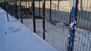 ПРИШЕЛ В ПРИЮТ ДЛЯ БЕЗДОМНЫХ СОБАК | СТАЛО ГРУСТНО. I CAME TO A SHELTER FOR STRAY DOGS | I FELT SAD