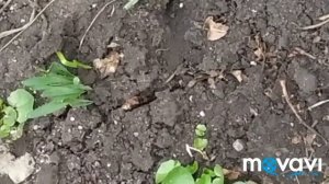 Жук Стригун вредитель весенних всходов.