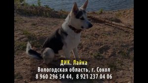 Пропала собака! ДИК. Лайка. Вологодская область, г. Сокол
