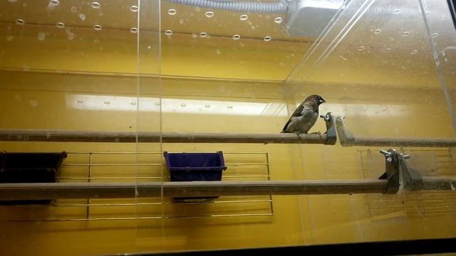 Попугайчики Волнистые и Неразлучники. Цены в Москве на 26.01.2017 смотреть онлайн