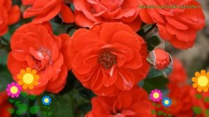 Роза миниатюрная Оранж Мейландина. Краткий обзор, описание характеристик Orange Meillandina