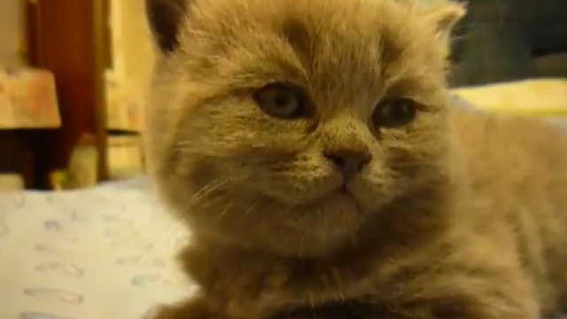 Котенок не выдержал:)) смотреть онлайн