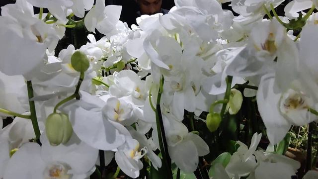 phenalopsys Orchid plants available for wholesale supplies @ Mulamoottil Nursery Gardens Nilamel смотреть онлайн