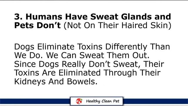 Can I Wash My Dog Using Human Shampoo? смотреть онлайн