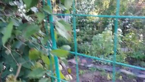 стимулирую повторное цветение клематисов