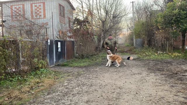 Сенбернар 7 месяцев Геля! Команда ко мне! Будни дрессировки! смотреть онлайн