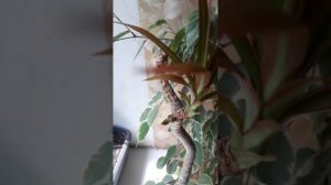 Драцена. Почему могут опадать листья и что делать.