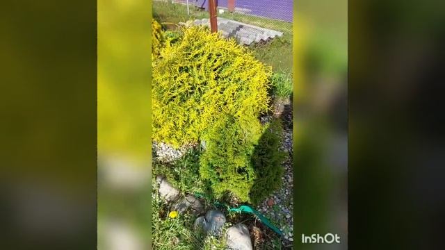 Туя западная  Микки  3июня 2022 г.