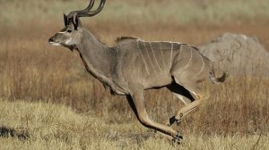 Большой Куду - интересные факты