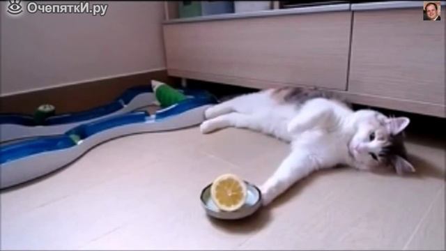 Кошка знакомится с лимончиком
