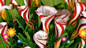 Кислица пестролистная. Краткий обзор, описание характеристик, где купить луковицы oxalis versicolor