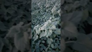 Соя + Подсолнечник бинарный посев состояние на 27.07.21