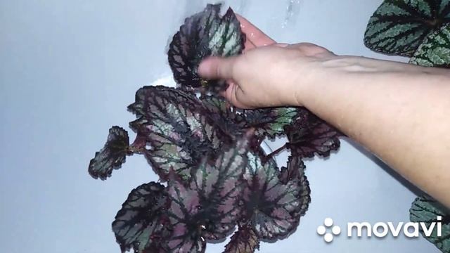 Комнатные растения .Вынужденное купание цветов . А вы купаете свои декоративно-лиственные бегонии ?