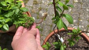 АМПЕЛЬНЫЕ ГОРТЕНЗИИ В НАЧАЛЕ МАЯ 05.05.23.