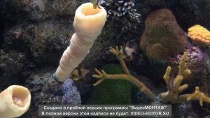 Shedd Aquarium Один день с рыбами в Чикаго