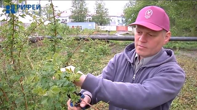 Зеленый участок. Подрезка побегов малины смотреть онлайн