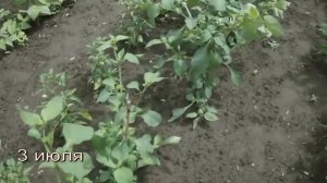 Санберри   удивительная ягода