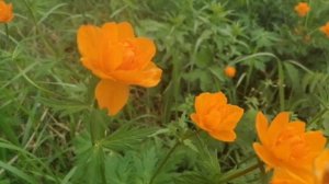 Красоты Алтайского края. Весенние цветы. Огоньки, кукушкины слёзки.