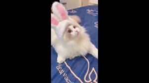 walking-cat-_-😂🤣-funny-animals-cats-amp-dogs-try-not-to-laugh-