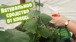 ПАУТИННЫЙ КЛЕЩ на огурцах: уничтожаем без вреда для урожая!