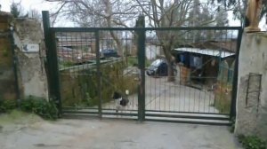 Собака и забор.