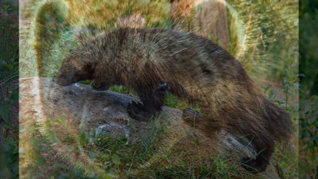 Росомахи