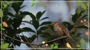 Amami Thrush facts 🦜endemic to Amami Ōshima and Kakeroma island in northern Nansei Islands of Japan