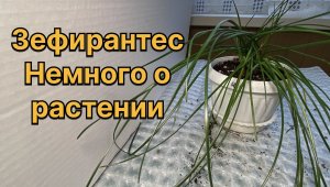 У меня появилась «Выскочка»! Зефирантес. Исполненное желание уже не мечта. 12 апреля 2024 г.