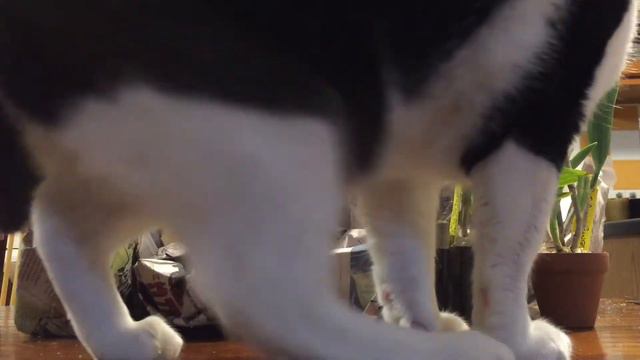 Unboxing Gold Country Orchids with Cat-Assist смотреть онлайн