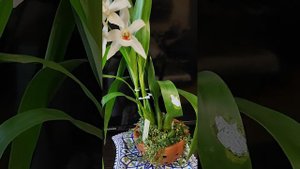цветение Coelogyne (mooreana x cristata) lawrenceana