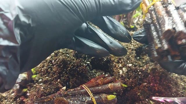 Одревесневшее черенкование? гортензии в кильчеваторе. Каллуса еще больше. Скоро будут корни? Я верю