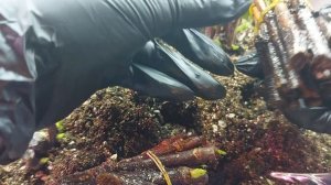 Одревесневшее черенкование? гортензии в кильчеваторе. Каллуса еще больше. Скоро будут корни? Я верю