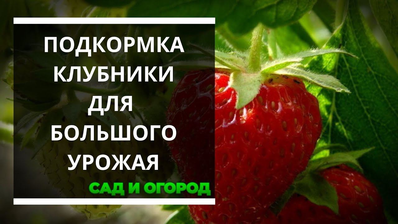 Подкормка клубники   раскрываем секреты богатого урожая