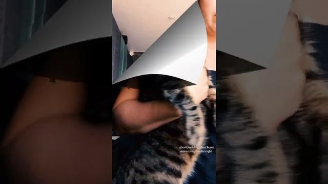 "Домохозяйка по-неволе".Выпуск5. "Жареный палтус. Сентябрь" смотреть онлайн