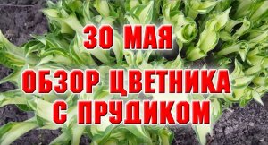 30 мая. Обзор цветника с прудом.mp4