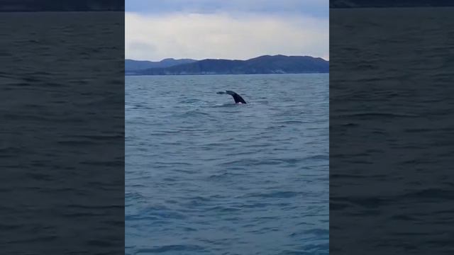 Киты в Баренцевом море🐳/whales in the Barents Sea