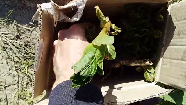 Що там на дачі? Знов посадки | Травень 2023 Мій сад