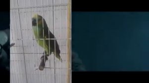 Попугай поёт песню рианны