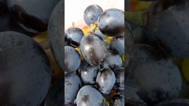 ВИНОГРАД АНАНАСНЫЙ И СИНИЙ. ЦЕНА. смотреть онлайн