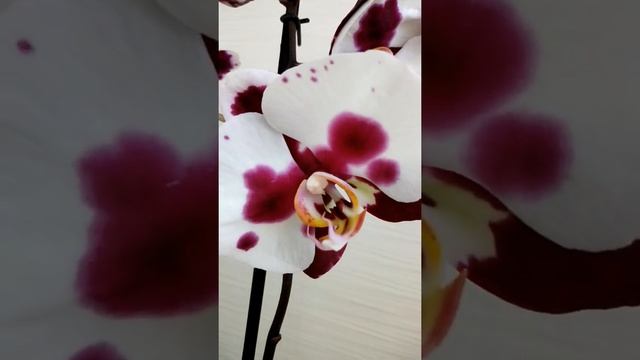 Цветение орхидеи Польки Дотс