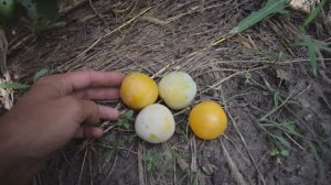 Слива Голден Плумза (Golden Plumza) - сигнальное плодоношение - Агро Сад