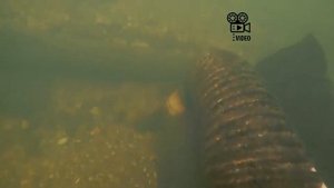 Нашел много блесен и кучу всего интересного на дне реки