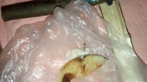 Ловля щуки на сало зимой.Наилучшая приманка для щуки зимой на жерлицы