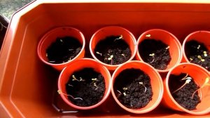 Сравнение способов выращивания салата и разных сортов салата. Часть 2.