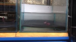Закинул на нерест неонов, тернецию и черных фантомов. Аквариумная ферма Plecoprim
