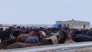 ловим жеребят на продажу