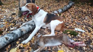 Первые ЗАЙЦЫ! Охота на ЗАЙЦА! Сезон 2023 - 2024г. #1