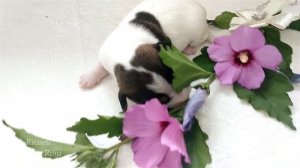 Щенки Джек Рассел терьер одна неделя